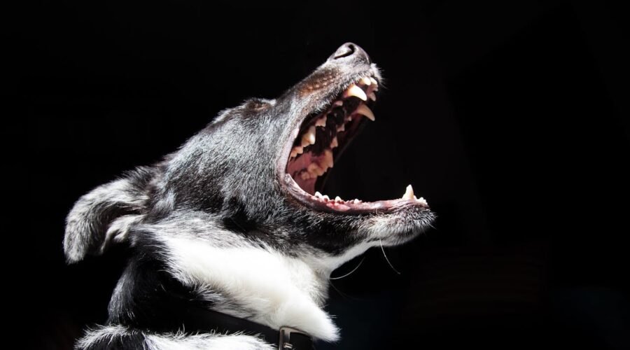 Dog Attack