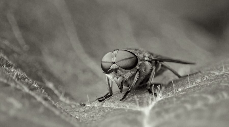 Horsefly Bite