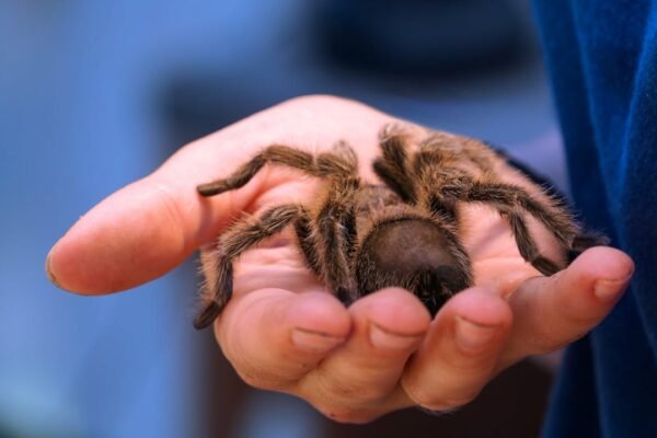 Tarantulas on the Move: The Great Summer Crawl Has Begun